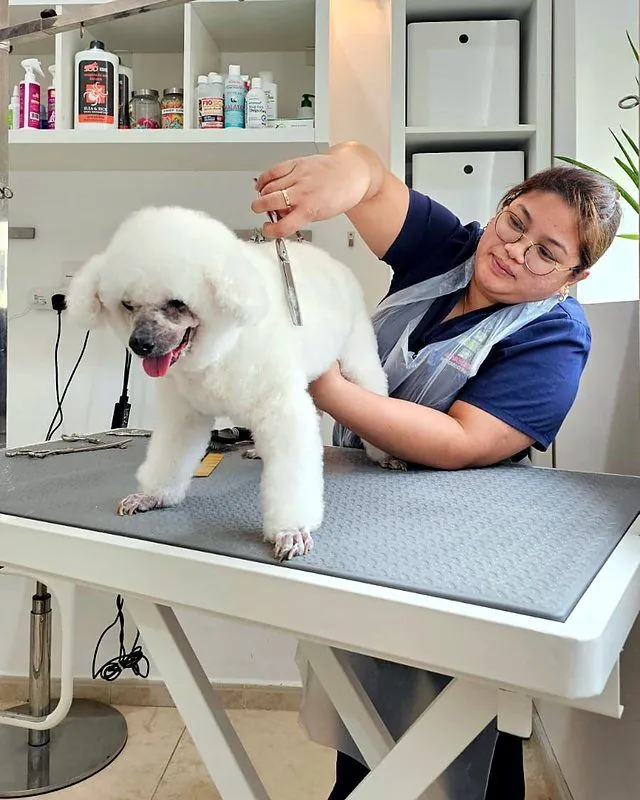Lena scissoring a white poodle into a rounded trim