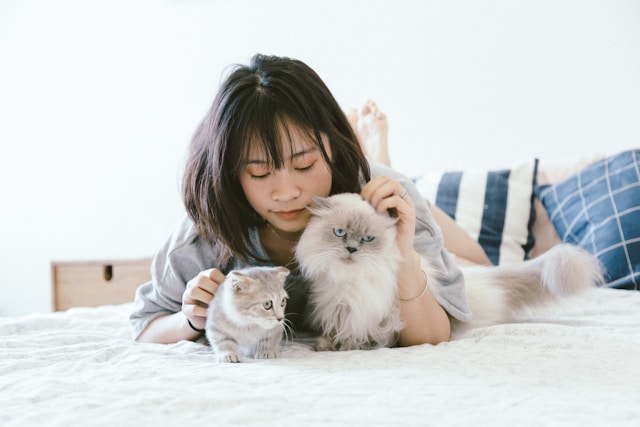 First Time Cat Owner Checklist: Dubai Edition