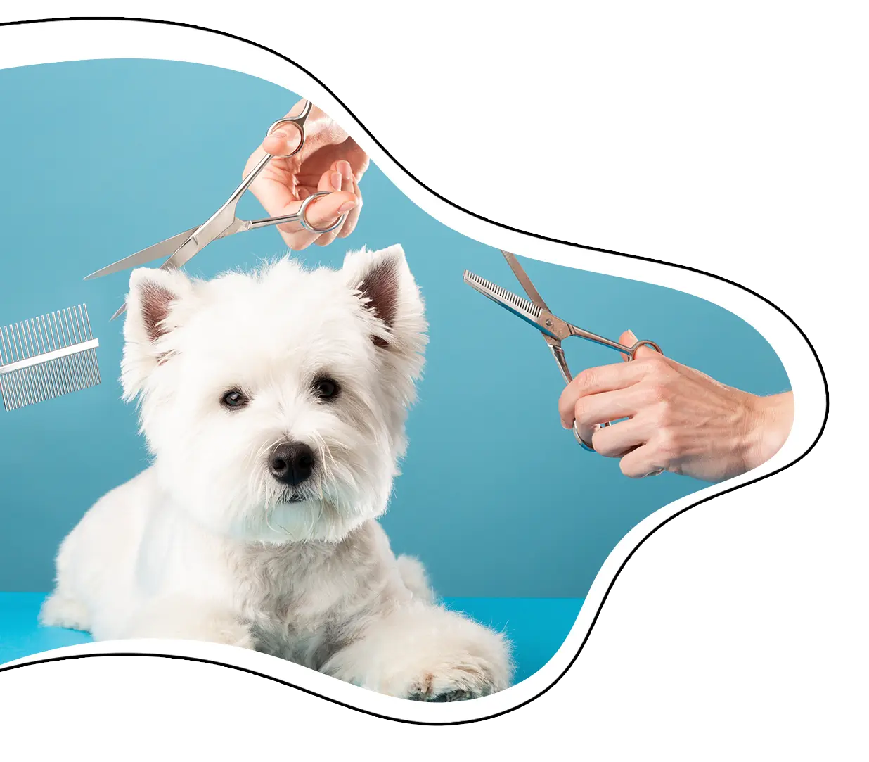 https://apcc.ae/wp-content/uploads/2026/05/Grooming.webp